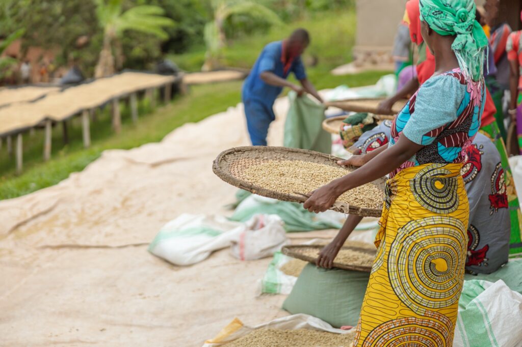 Female workers sorting through coffee cherries in region of Rwanda