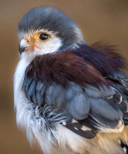 Pygmy-Falcon-Female-1-JEP_0531